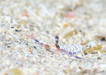 リュウキュウカスミミノウミウシ