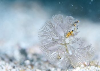 ツノザヤウミウシ