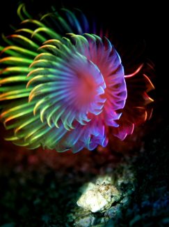 ネジレヤドカリ属の一種