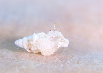 ネジレヤドカリ属の一種