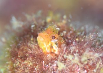 ハダカコケギンポ