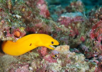 ゴールデンイールモレイ