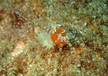 キンチャクガニ