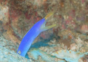 ハナヒゲウツボ