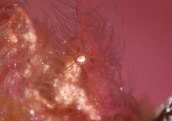 フィコカリス・シムランス