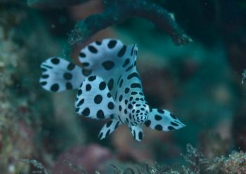 サラサハタ幼魚