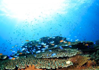 ソラスズメダイ