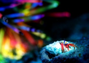 フルセゼブラヤドカリ