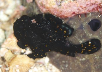 クマドリカエルアンコウ