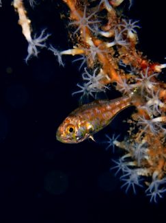 イナズマヒカリイシモチ