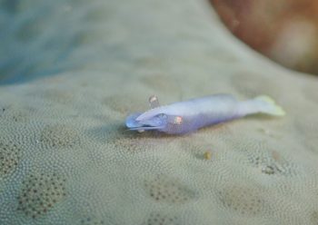 ヒトデヤドリエビ