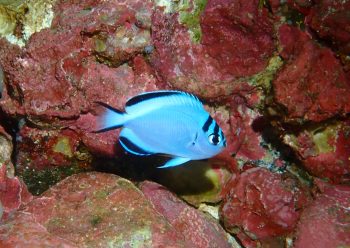 ヒレナガヤッコの幼魚