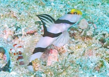 ネジリンボウ&コトブキテッポウエビ