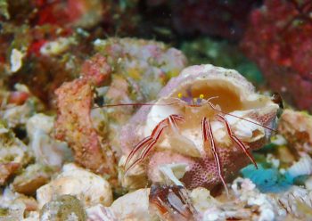 ケフサゼブラヤドカリ