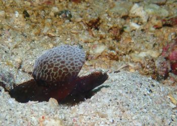 ホタテツノハゼ