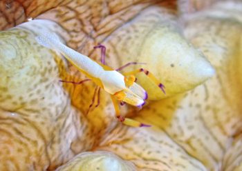 ウミウシカクレエビ