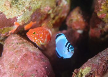 ヒレナガヤッコ