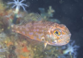 イナズマヒカリイシモチ