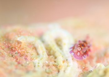 ミヤコウミウシ