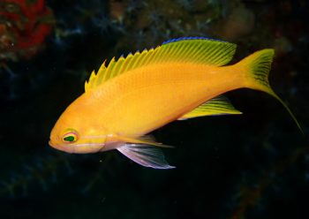 スミレナガハナダイ