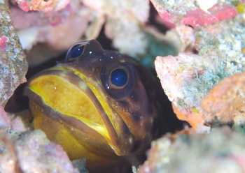 ジョーフィッシュ