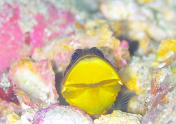 ジョーフィッシュ