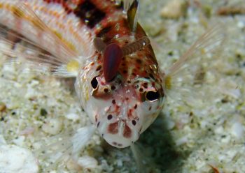 メダマイカリムシ(寄生虫)