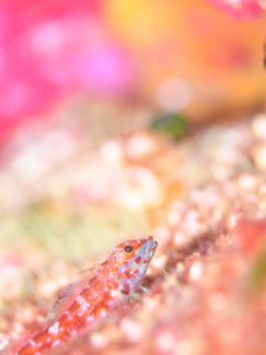 ヨゴレヘビギンポ