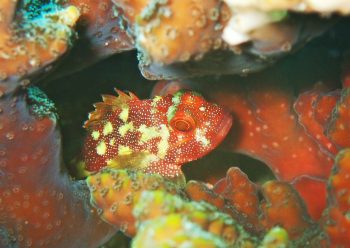 カスリフサカサゴ