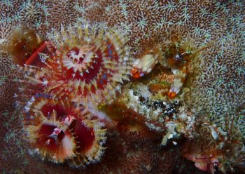 ニシキカンザシヤドカリ