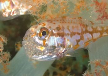 イナズマヒカリイシモチ口内保育