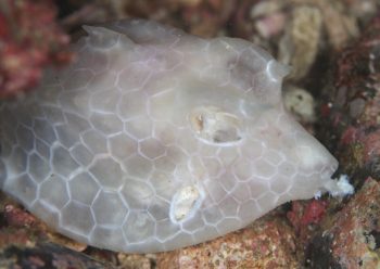 ウミスズメorシマウミスズメ