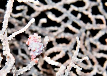 ピグミーシーホース