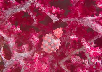 ピグミーシーホース