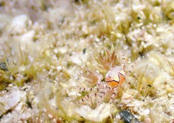 キンチャクガニ