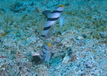 ネジリンボウとテッポウエビ