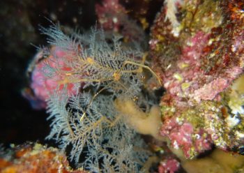 オルトマンワラエビ