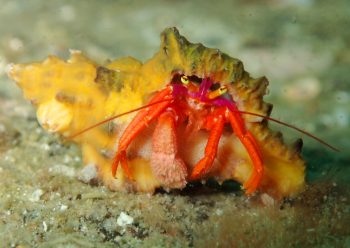 フルセゼブラヤドカリ