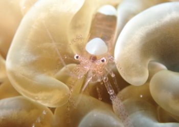 ハモポントニア・フンジコーラ