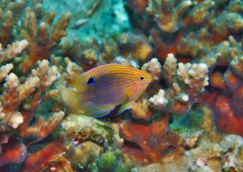 クロメガネスズメダイ