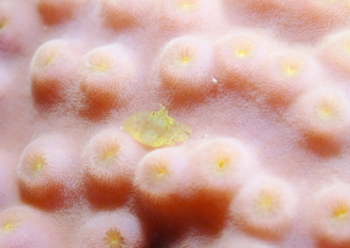 アシビロサンゴヤドリガニ