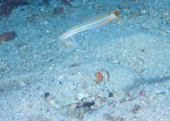 スジクロユリハゼとズグロダテハゼ