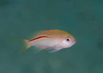 イトヒキコハクハナダイ