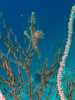 ニシキフウライウオ