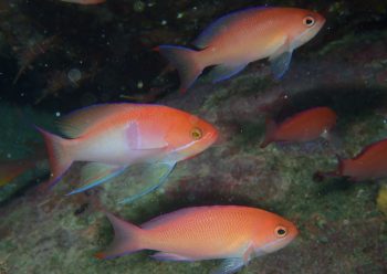 アカオビハナダイ