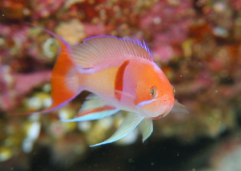 アカオビハナダイ