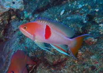 アカオビハナダイ