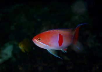 アカオビハナダイ