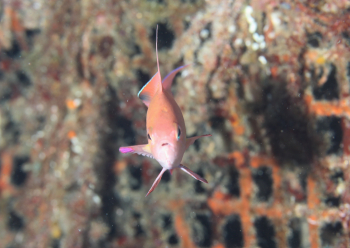 キンギョハナダイ