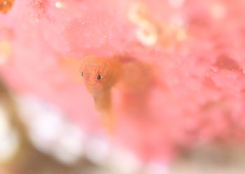 イレズミハゼSP